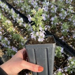 Alcalde Cold Hardy Rosemary -High Country Gardens alcade cold hardy 328650031 1416408435430457 2722287569560380498 n