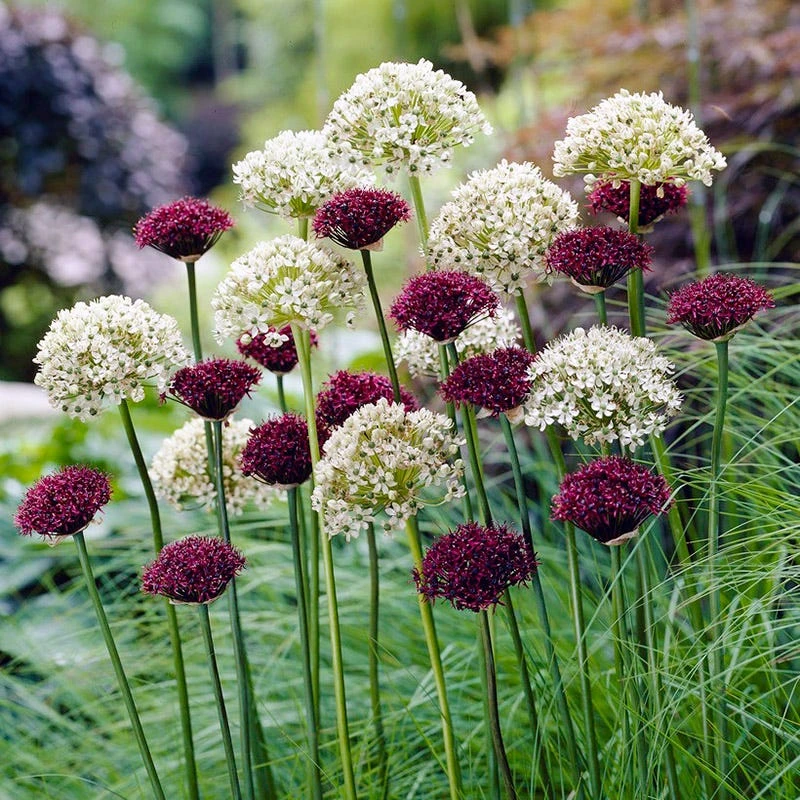 Allium Atropurpureum 3 Allium Atropurpureum