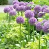 Globemaster Allium -High Country Gardens allium globemaster 1 1