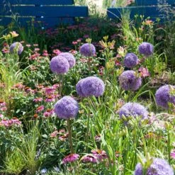 Globemaster Allium -High Country Gardens allium globemaster 3 1