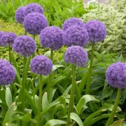 Globemaster Allium -High Country Gardens allium globemaster 4 1