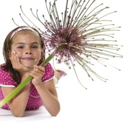 Schubert's Allium -High Country Gardens allium schubertii kid cropped