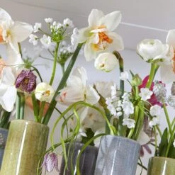 Allium Neapolitanum 8 Allium Neapolitanum -High Country Gardens allium neapolitanum 1