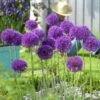 Endless Allium Bulb Collection 1 Endless Allium Bulb Collection -High Country Gardens allium purple sensation 2