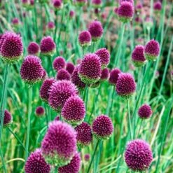 Drumstick Allium 10 Drumstick Allium -High Country Gardens alliumdrumsticks3 1