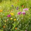 Dry Area Wildflower Seed Mix 1 Dry Area Wildflower Seed Mix -High Country Gardens allysum cosmos coreopsis red poppy meadow