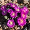 Hardy Living Stone (Aloinopsis) 1 Hardy Living Stone (Aloinopsis) -High Country Gardens aloinopsis spathulata pr1