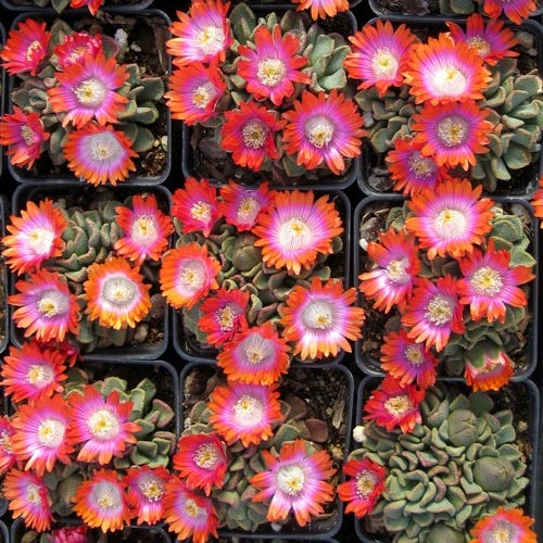 Psychedelic Mesemb (Aloinopsis) 4 Psychedelic Mesemb (Aloinopsis) - Image 2