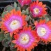 Psychedelic Mesemb (Aloinopsis) 2 Psychedelic Mesemb (Aloinopsis) -High Country Gardens aloinopsis psychedelic 4 web 4