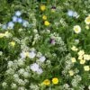 Alternative Lawn Wildflower Seed Mix -High Country Gardens alternative lawn wildflower seed mix 6 1
