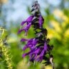 Amistad Salvia -High Country Gardens amistad salvia 1 2