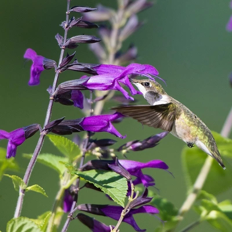 Amistad Salvia 4 Amistad Salvia - Image 2