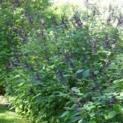 Amistad Salvia 10 Amistad Salvia -High Country Gardens amistad salvia 4