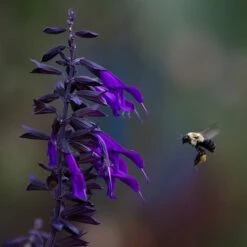 Amistad Salvia 11 Amistad Salvia -High Country Gardens amistad salvia 5