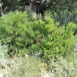Dwarf Leadplant (Amorpha) 9 Dwarf Leadplant (Amorpha) -High Country Gardens amorpha nana denver botanic fullplant