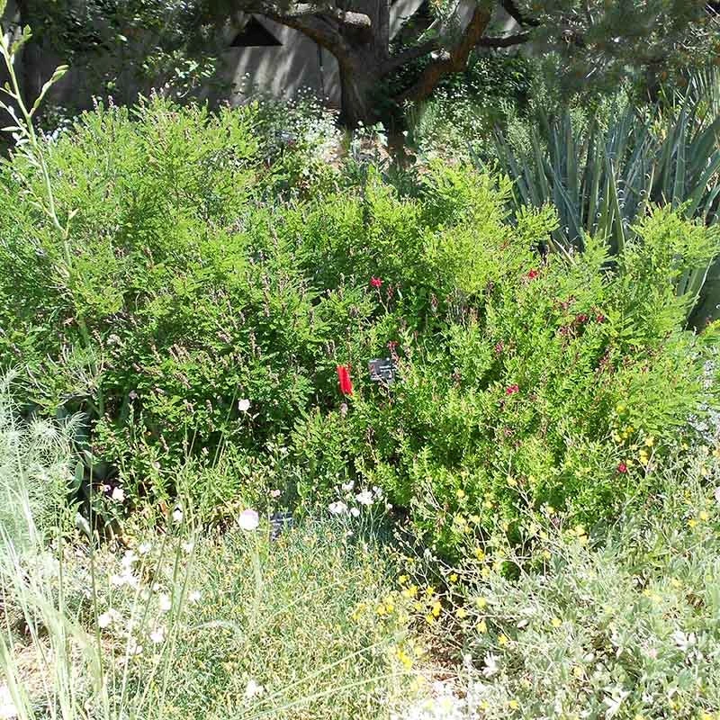Dwarf Leadplant (Amorpha) 6 Dwarf Leadplant (Amorpha) - Image 4