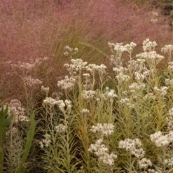 Watershed Wise Pre-Planned Garden 21 Watershed Wise Pre-Planned Garden -High Country Gardens anaphalis sq