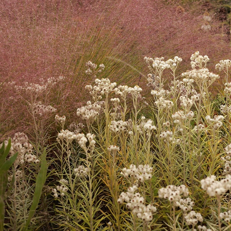 Watershed Wise Pre-Planned Garden 11 Watershed Wise Pre-Planned Garden - Image 9