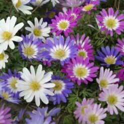 Anemone Blanda Mix