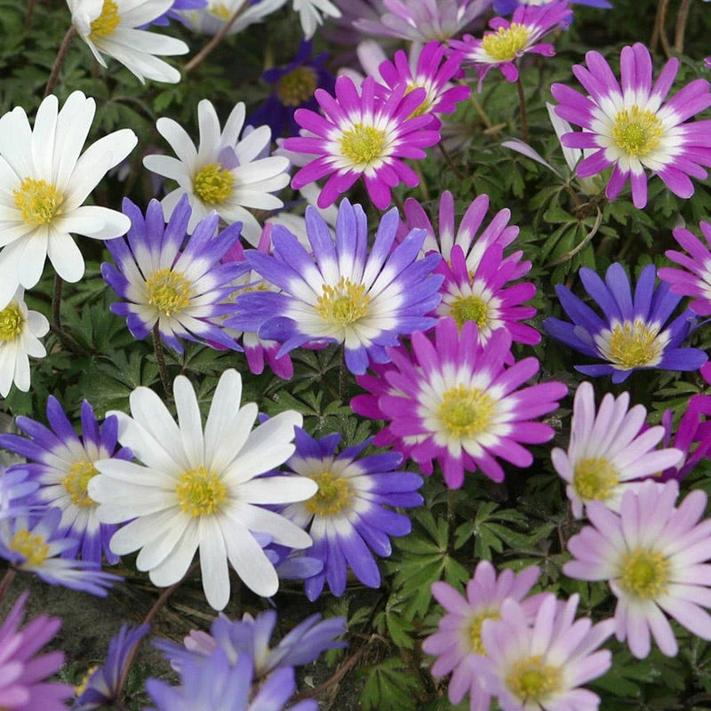Anemone Blanda Mix 3 Anemone Blanda Mix