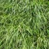 Annual Rye Grass Seeds -High Country Gardens annual rye grass
