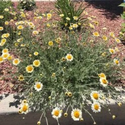 Susanna Mitchell Marguerite Daisy (Anthemis) 10 Susanna Mitchell Marguerite Daisy (Anthemis) -High Country Gardens anthemis susanna pr