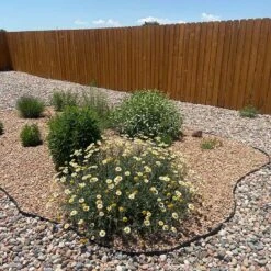 Susanna Mitchell Marguerite Daisy (Anthemis) 11 Susanna Mitchell Marguerite Daisy (Anthemis) -High Country Gardens anthemis susanna pr2