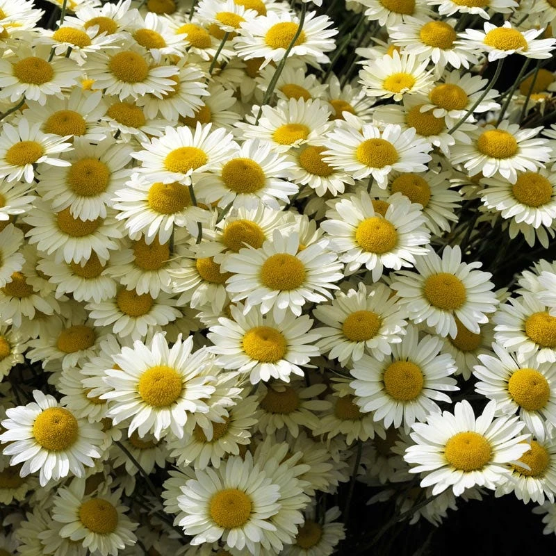 Susanna Mitchell Marguerite Daisy (Anthemis) 3 Susanna Mitchell Marguerite Daisy (Anthemis)