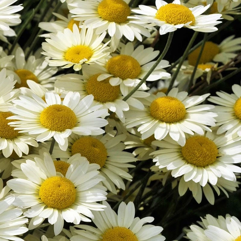 Susanna Mitchell Marguerite Daisy (Anthemis) 4 Susanna Mitchell Marguerite Daisy (Anthemis) - Image 2