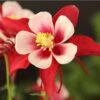 Red Hobbit Columbine 1 Red Hobbit Columbine -High Country Gardens aquilegia caerulea red hobbit 1 2