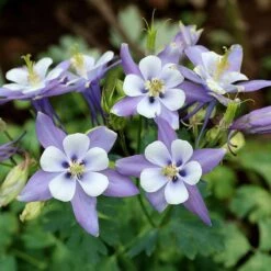 Rocky Mountain Columbine -High Country Gardens aquilegia caerulea rocky mountai
