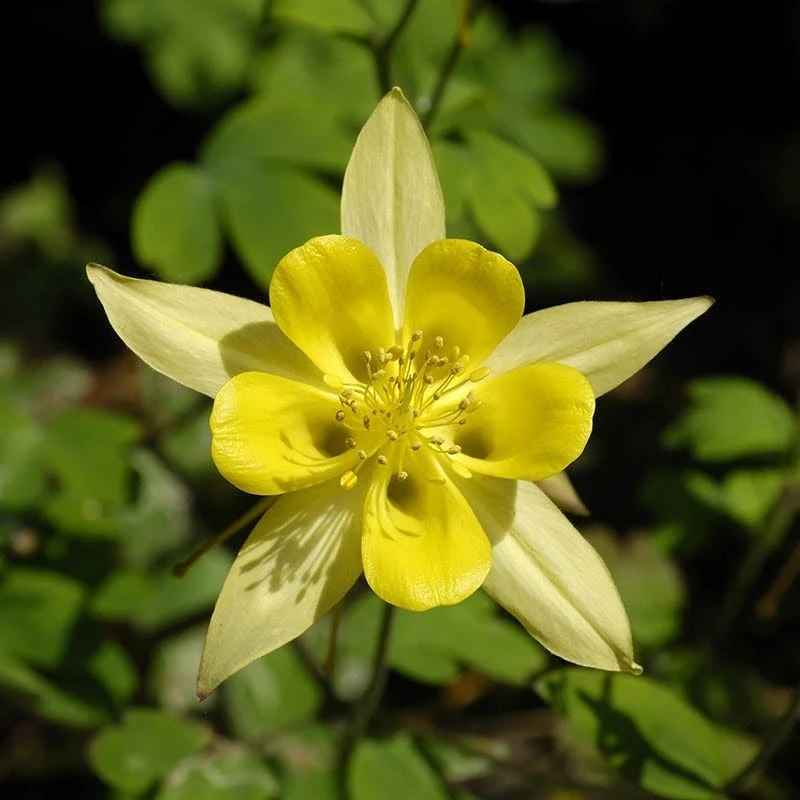 Golden Spur Columbine 4 Golden Spur Columbine - Image 2