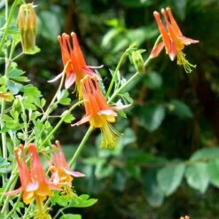 Arizona Columbine -High Country Gardens aquilegia desertorum close up