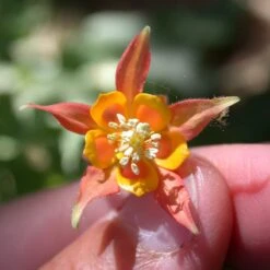 Arizona Columbine -High Country Gardens aquilegia desertorum sf nm nursery
