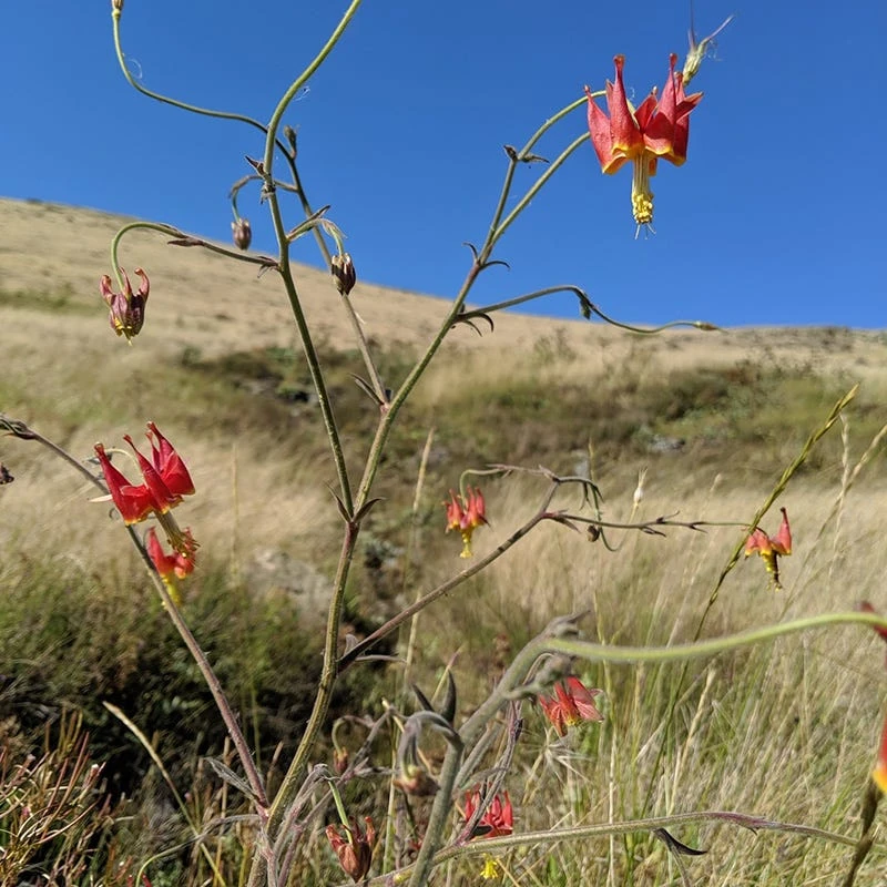 Serpentine Columbine 4 Serpentine Columbine - Image 2