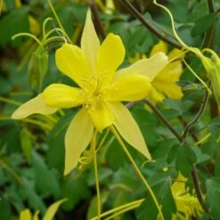 Swallowtail® Columbine 7 Swallowtail® Columbine -High Country Gardens aquilegia swallowtail 2 20822 1