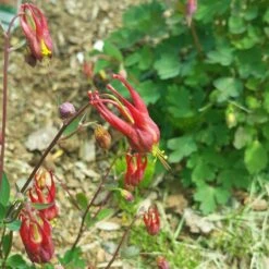 Little Lanterns Columbine -High Country Gardens aquilegia little lanterns cropped 5 1