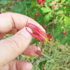 Little Lanterns Columbine -High Country Gardens aquilegia little lanterns cropped close up 1 1