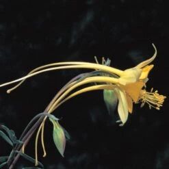 Swallowtail® Columbine 8 Swallowtail® Columbine -High Country Gardens aquilegia species swallowtail 20822 2 web 1
