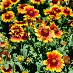 Arizona Sun Gaillardia 9 Arizona Sun Gaillardia -High Country Gardens arizona sun adobe stock