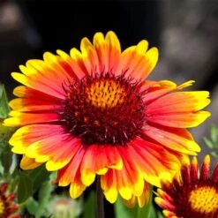 Some Like It Hot Collection 7 Some Like It Hot Collection -High Country Gardens arizona sun gaillardia 1