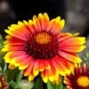 Arizona Sun Gaillardia 2 Arizona Sun Gaillardia -High Country Gardens arizona sun gaillardia 1 2