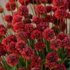 Ballerina Red Armeria 7 Ballerina Red Armeria -High Country Gardens armeria ballerina red cropped