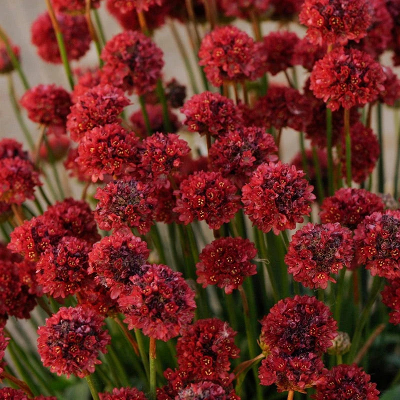 Ballerina Red Armeria 5 Ballerina Red Armeria - Image 3