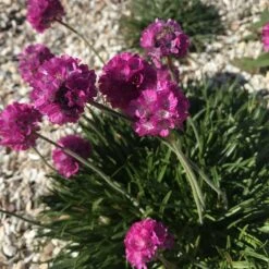 Rock Garden Collection 10 Rock Garden Collection -High Country Gardens armeria maritima
