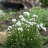 Morning Star White Armeria -High Country Gardens armeria maritima morning star white garden