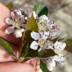 Viking Black Chokeberry (Aronia) 9 Viking Black Chokeberry (Aronia) -High Country Gardens aronia melanocarpa 1