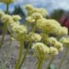 Arrowleaf Buckwheat 1 Arrowleaf Buckwheat -High Country Gardens arrowleaf buckwheat eriogonum compositum flowers