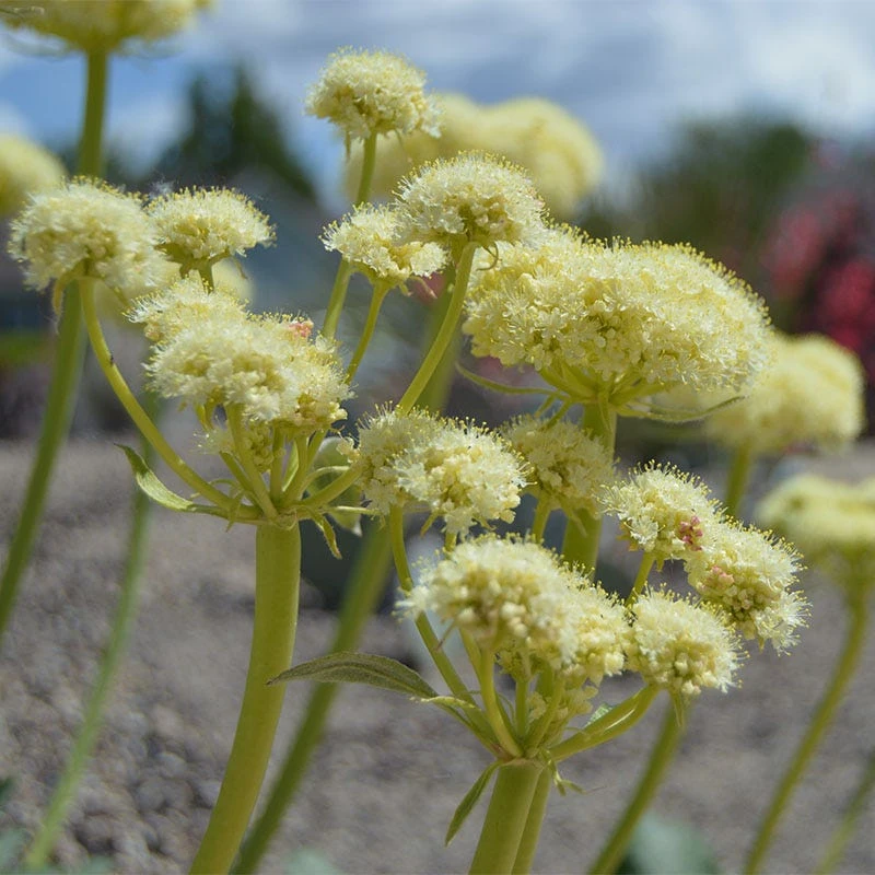 Arrowleaf Buckwheat 3 Arrowleaf Buckwheat