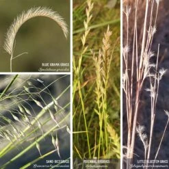 Western Trails Native Grass Seed Mix -High Country Gardens artboard 1 80